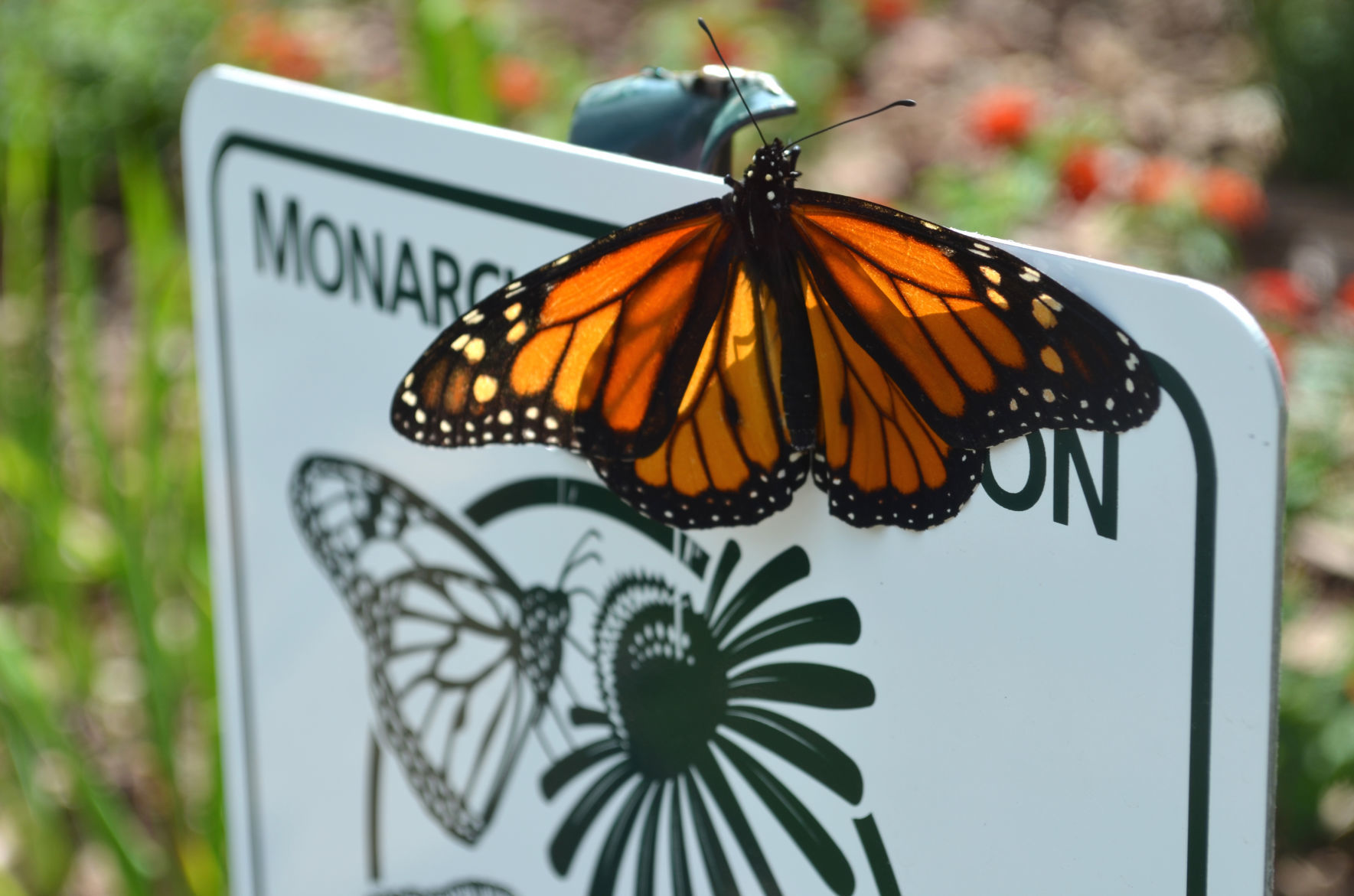 science center monarch butterfly on sign.jpg